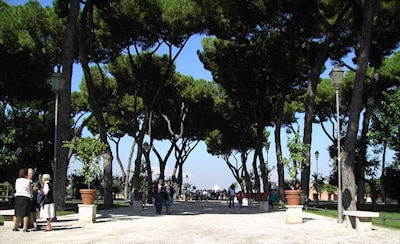 Orange Trees Garden
